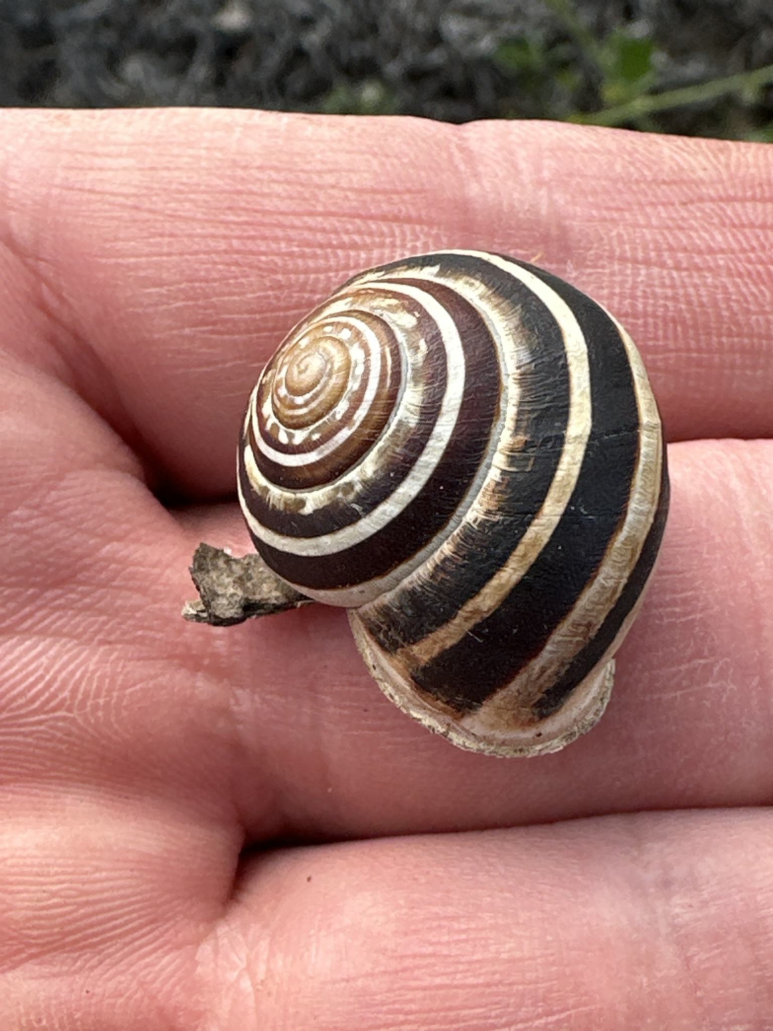 Eobania vermiculata