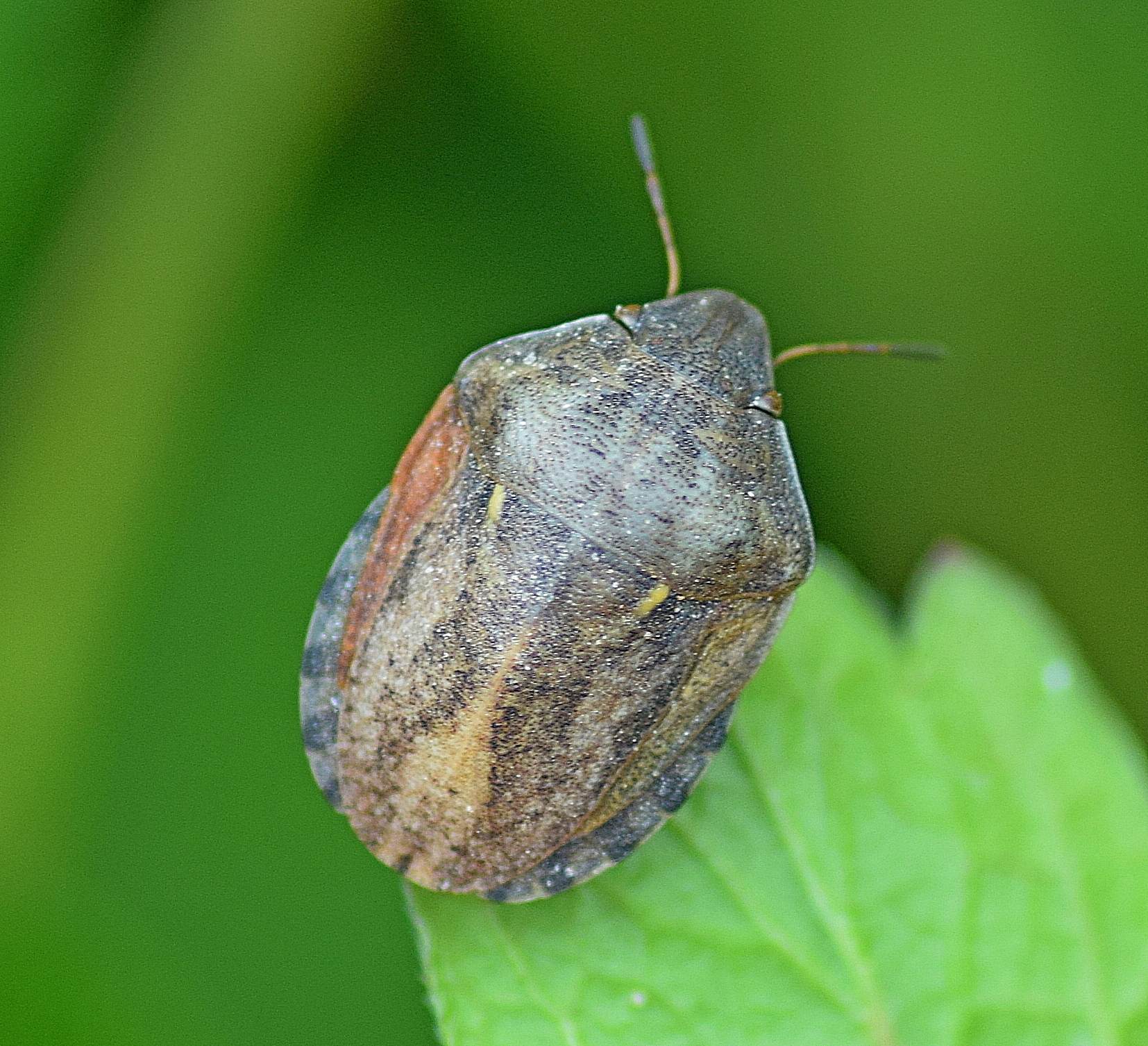 Eurygaster integriceps