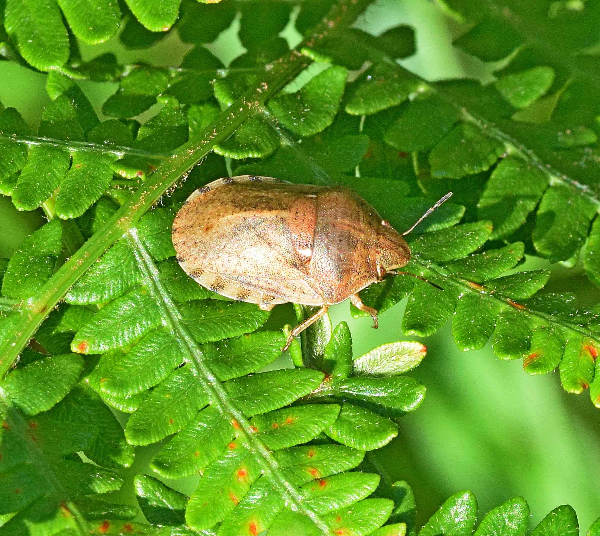 Eurygaster integriceps