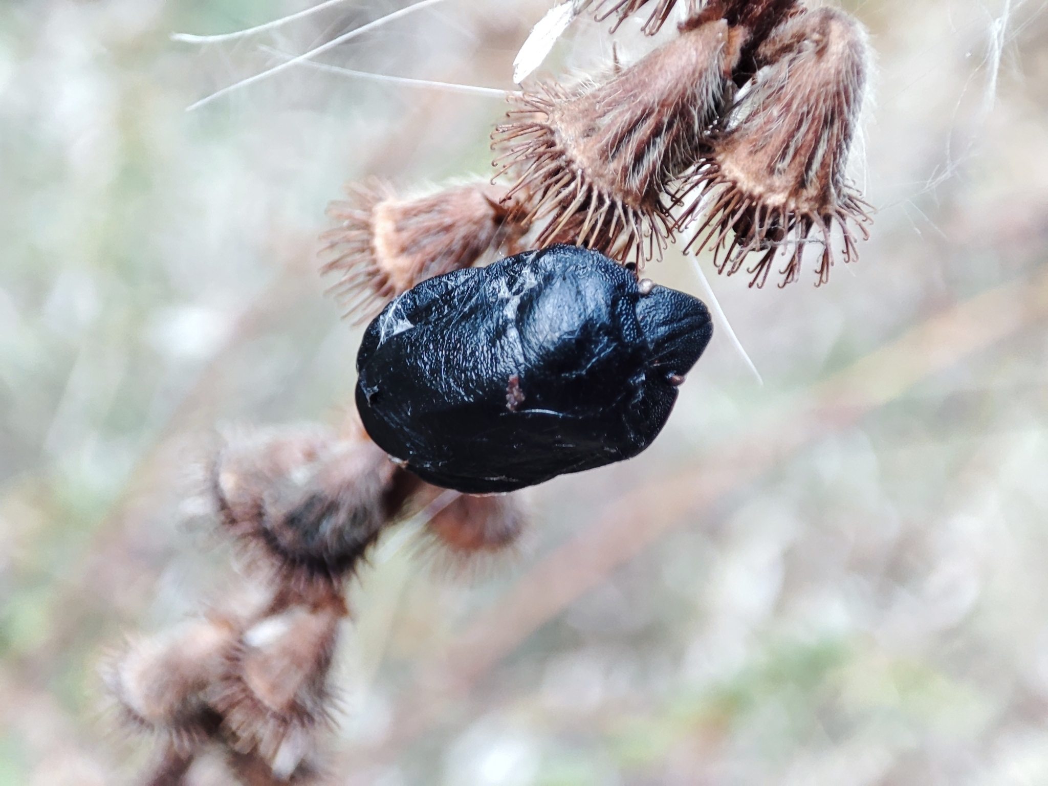 Eurygaster integriceps