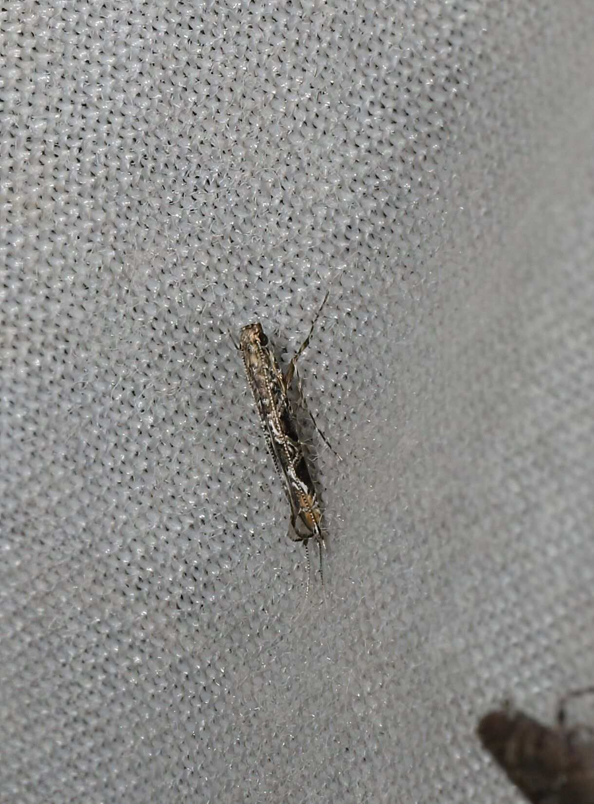 Conopomorpha litchiella