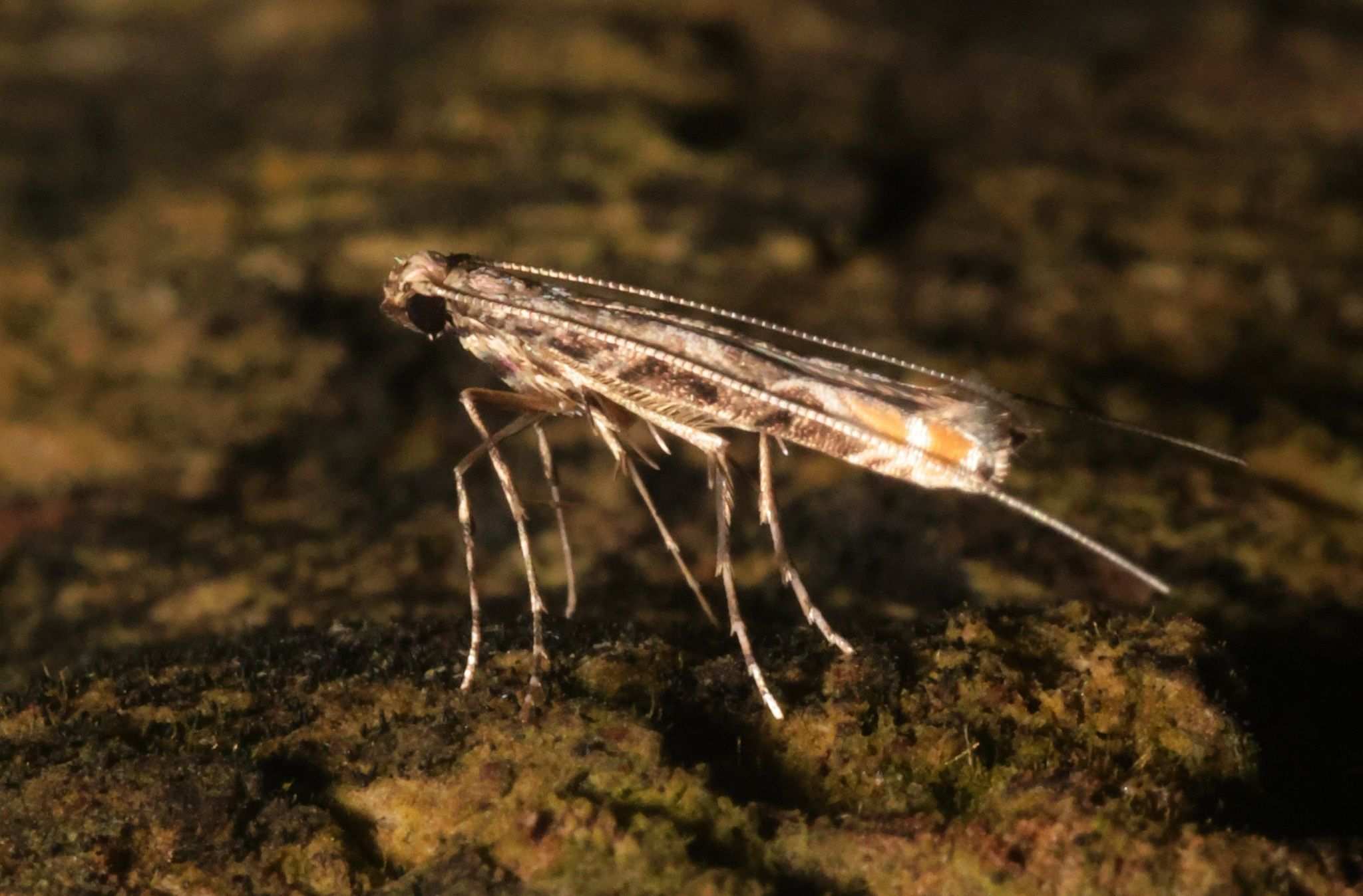 Conopomorpha litchiella
