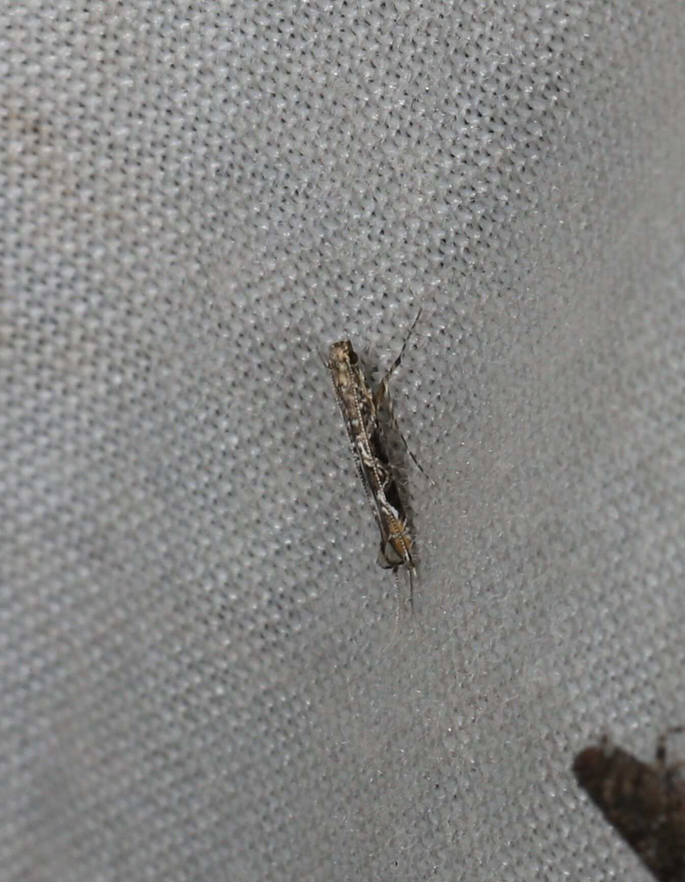Conopomorpha litchiella