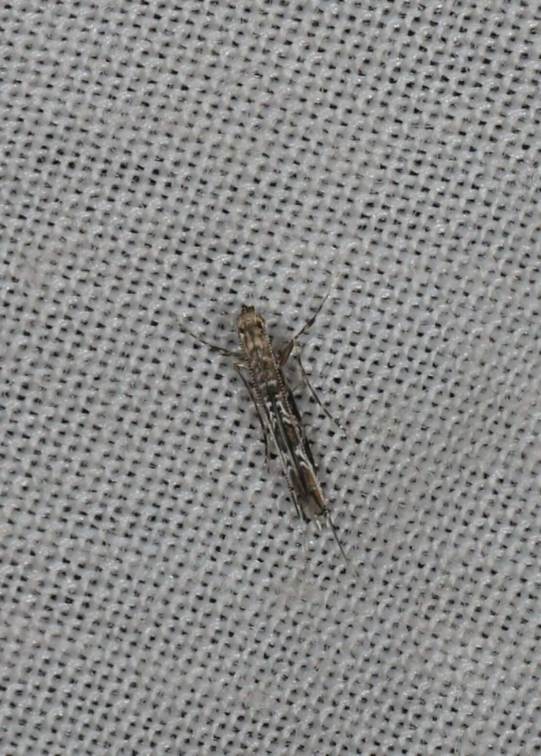 Conopomorpha litchiella