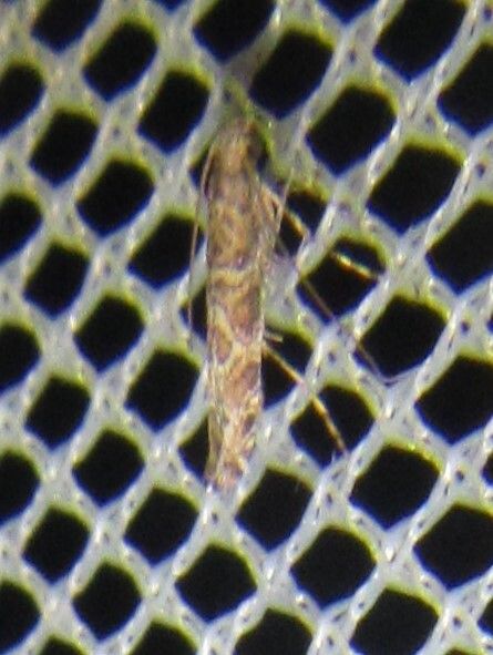 Conopomorpha litchiella
