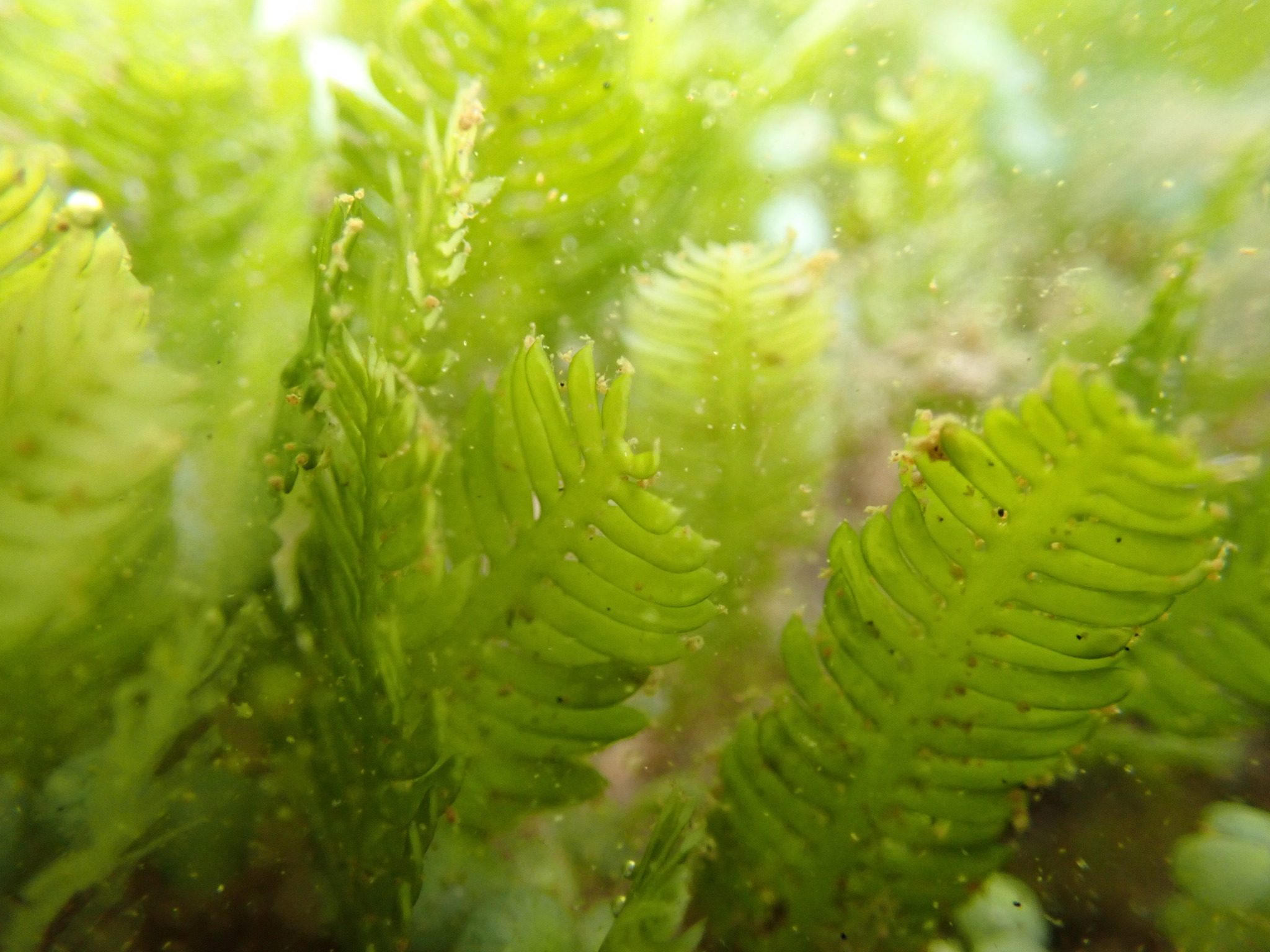 Caulerpa taxifolia