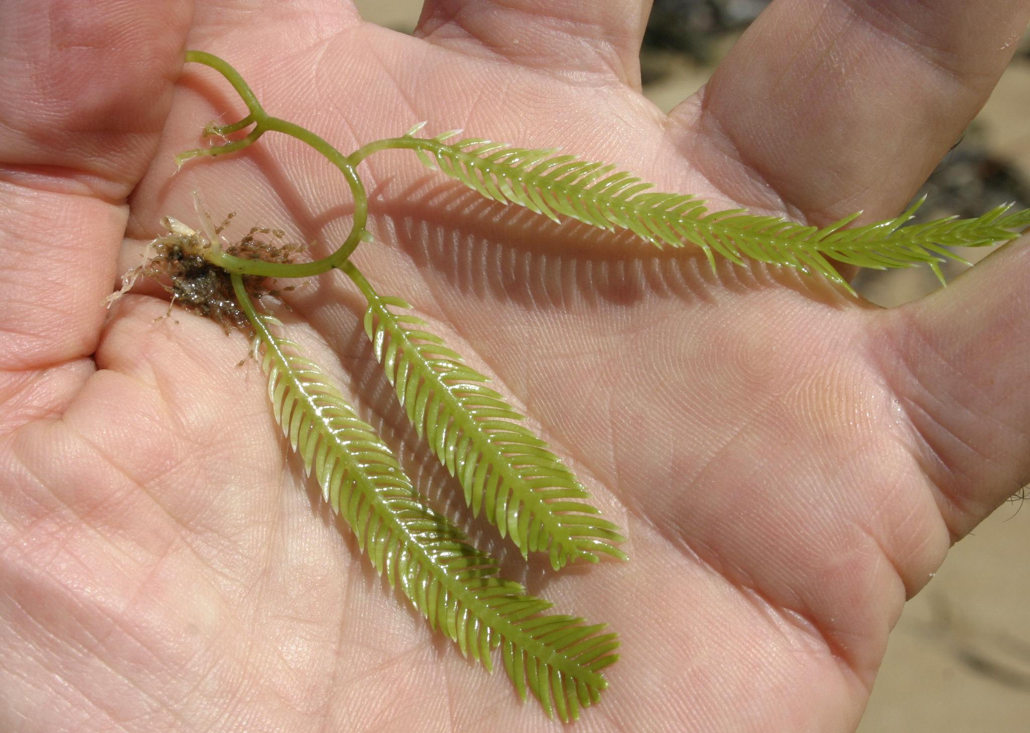 Caulerpa taxifolia