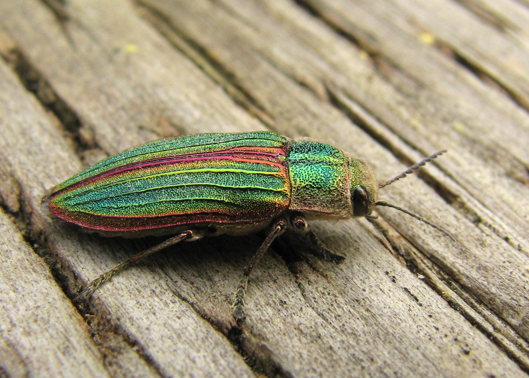 Buprestis aurulenta