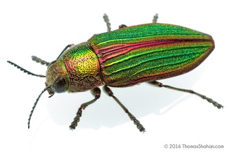 Buprestis aurulenta