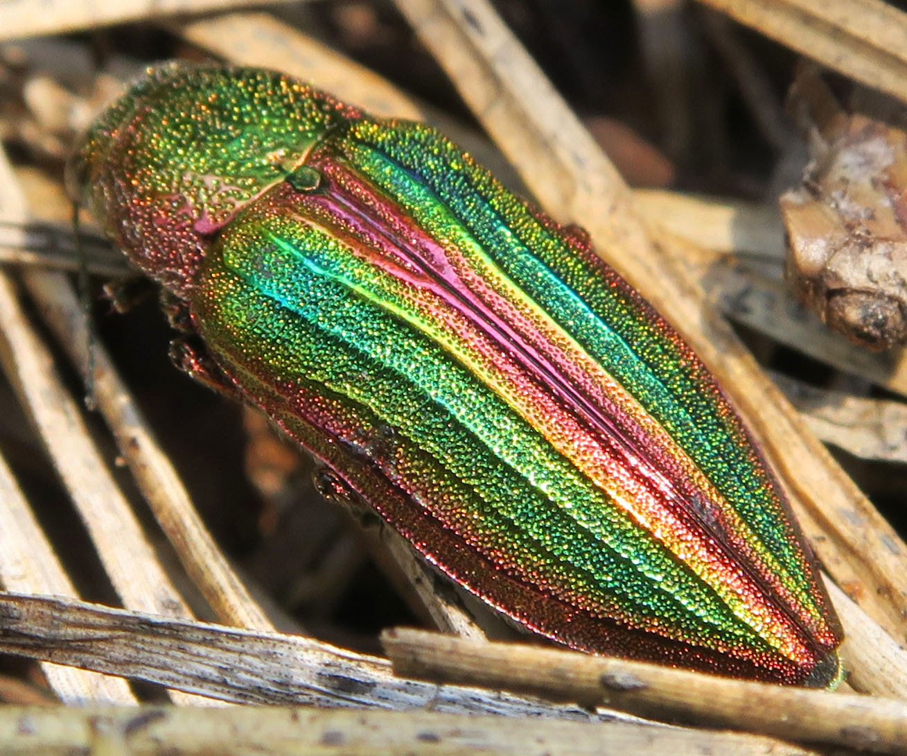 Buprestis aurulenta