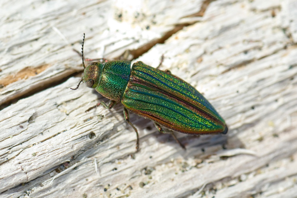 Buprestis aurulenta