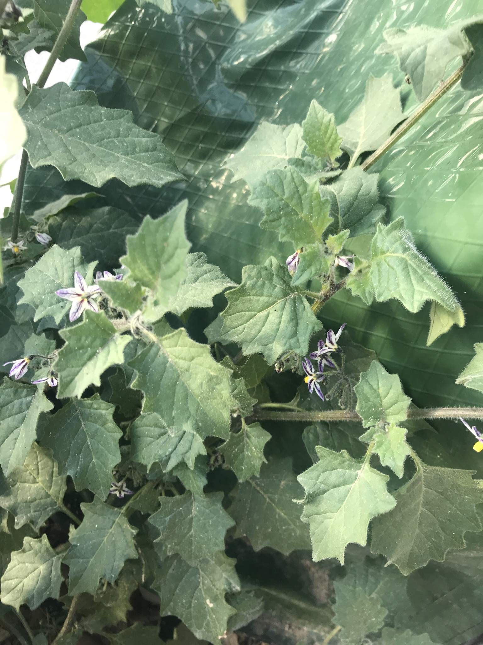 Solanum villosum