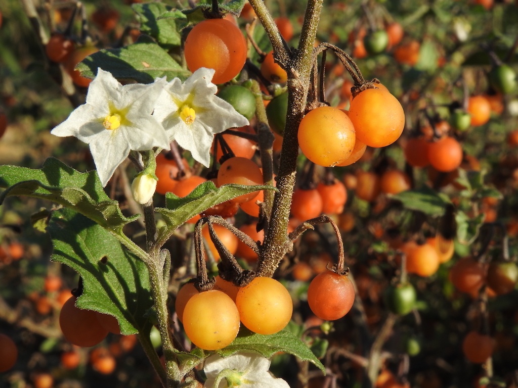 Solanum villosum