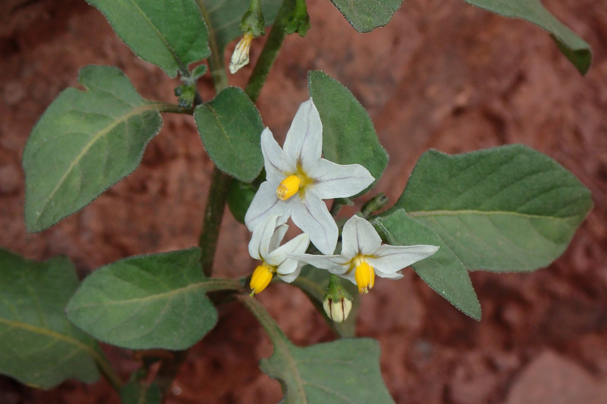 Solanum villosum