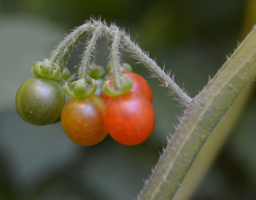 Solanum villosum