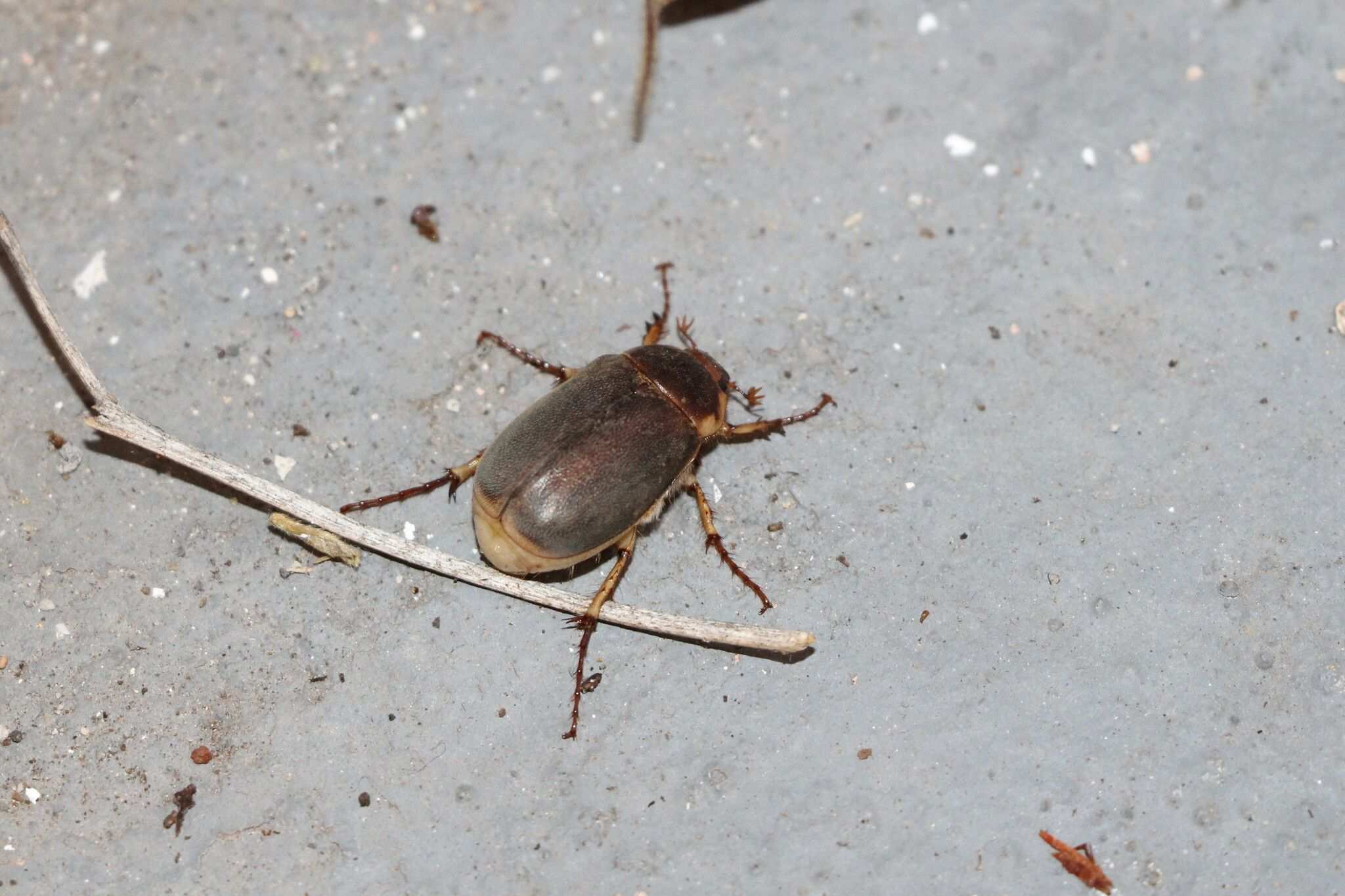 Hoplochelus marginalis