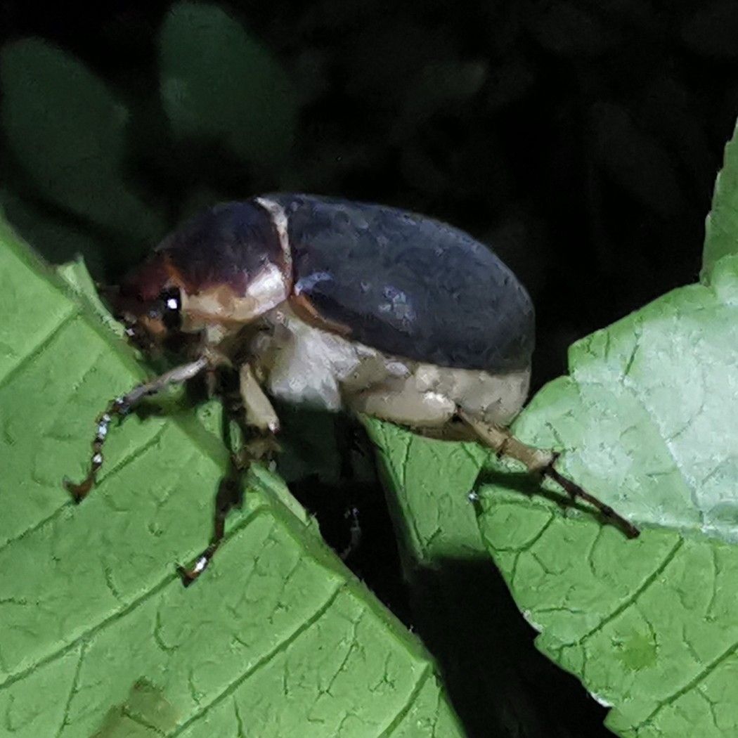 Hoplochelus marginalis