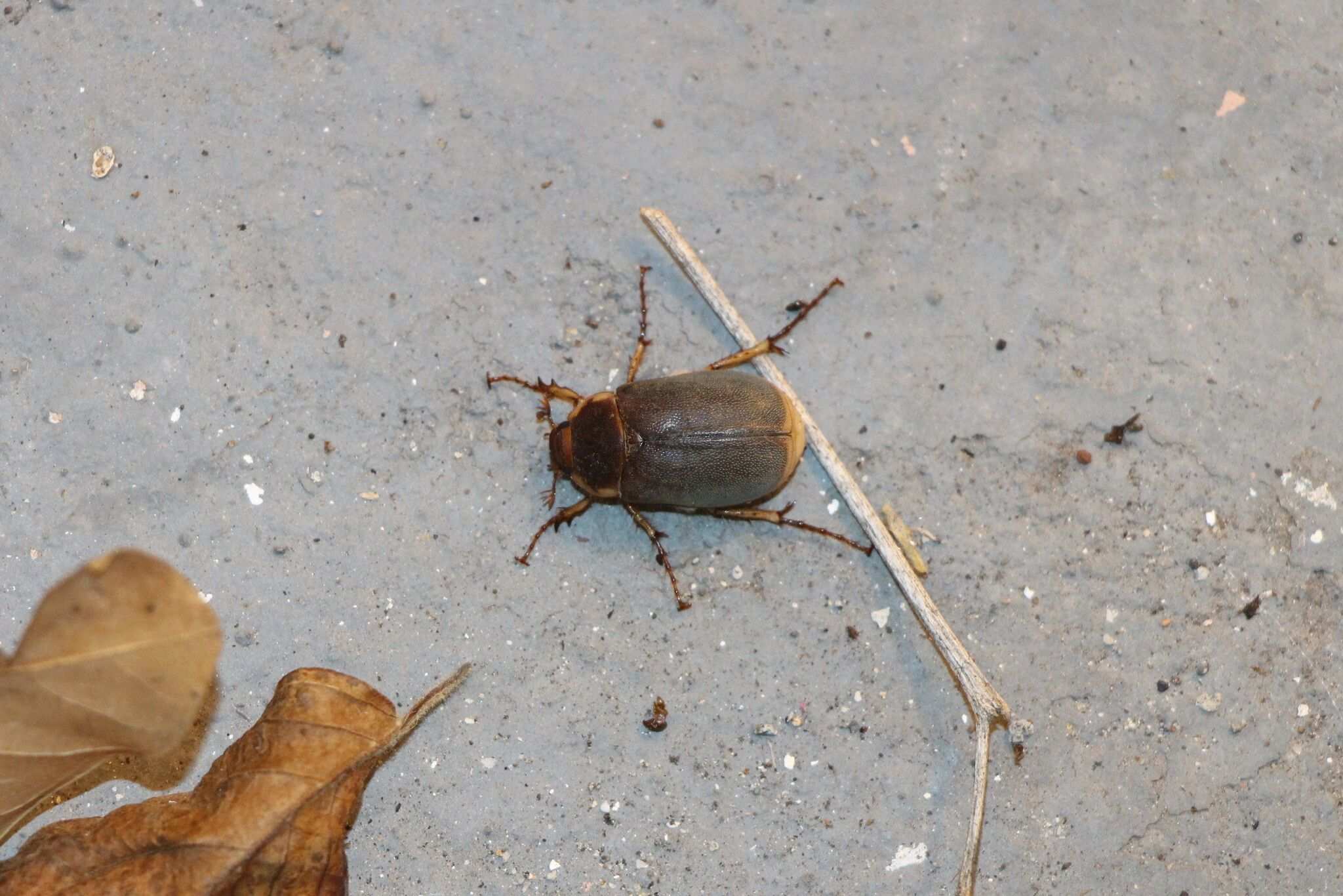 Hoplochelus marginalis