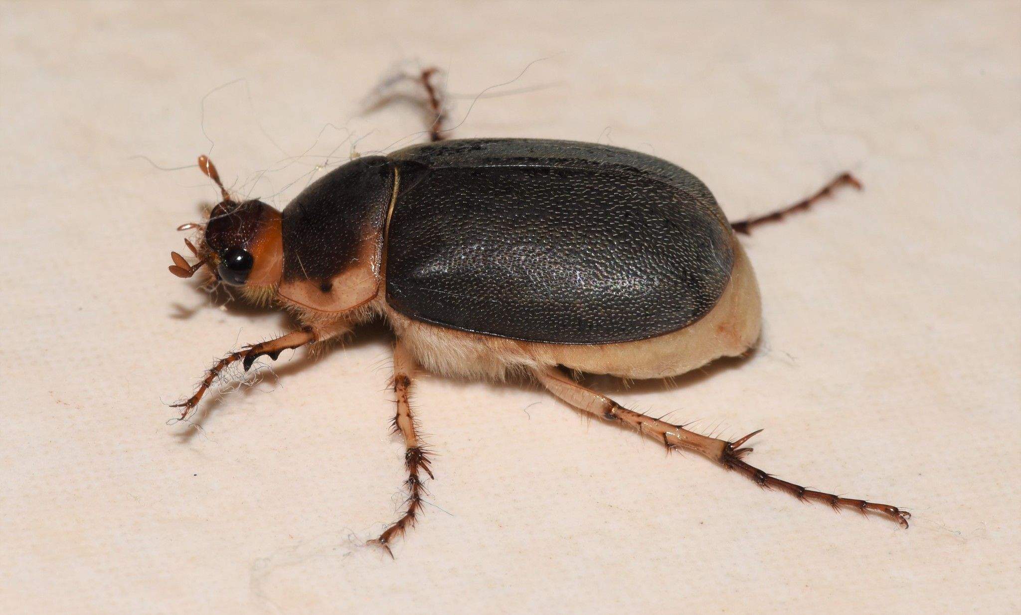 Hoplochelus marginalis