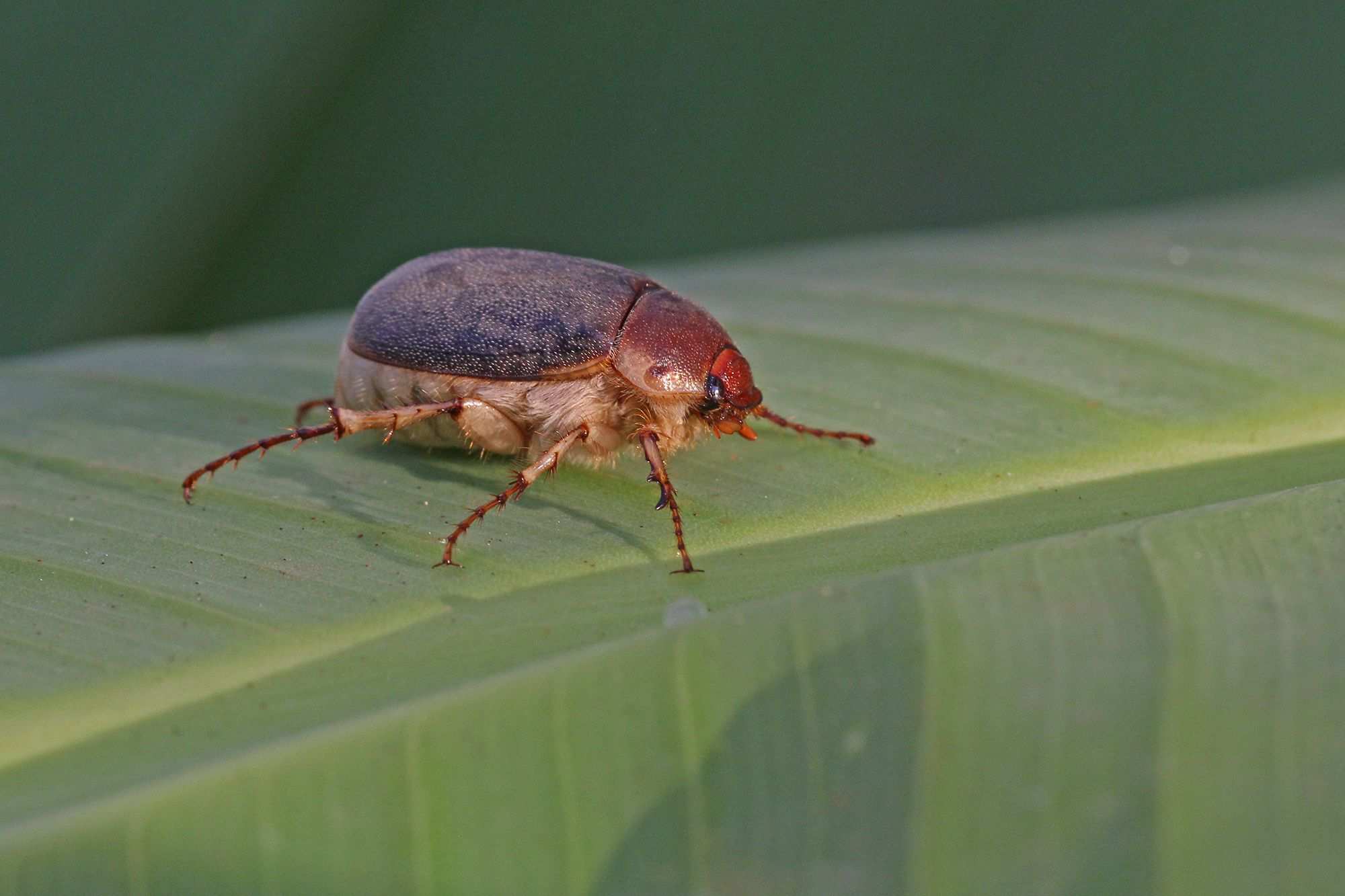 Hoplochelus marginalis