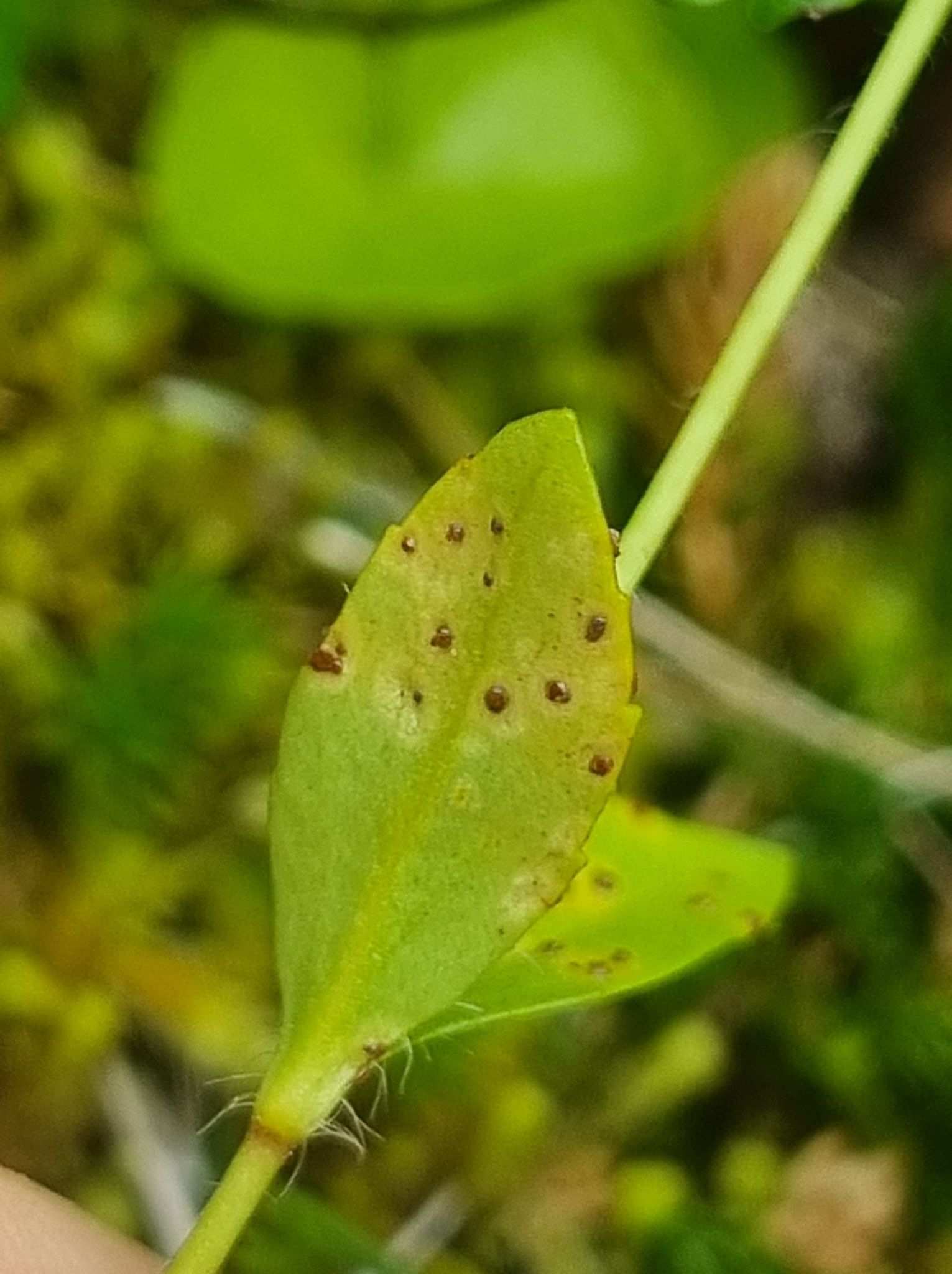 Puccinia albulensis