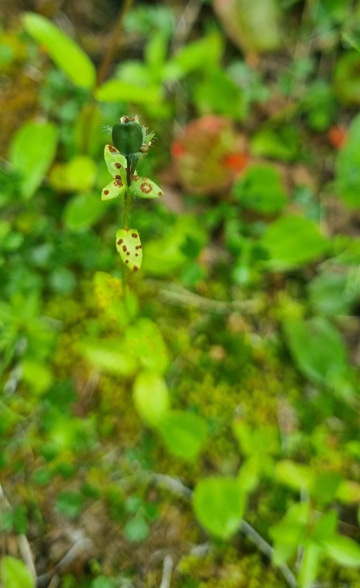 Puccinia albulensis