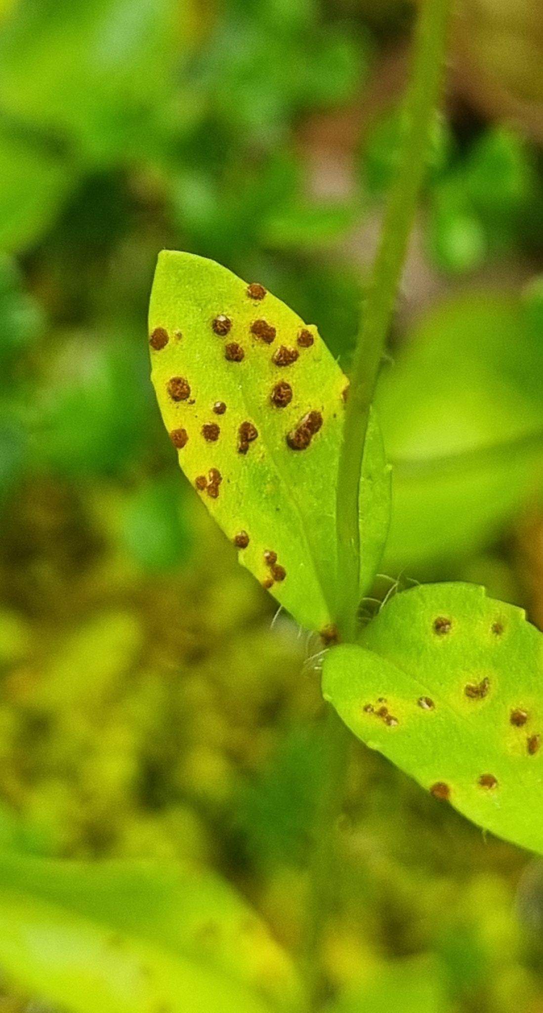 Puccinia albulensis