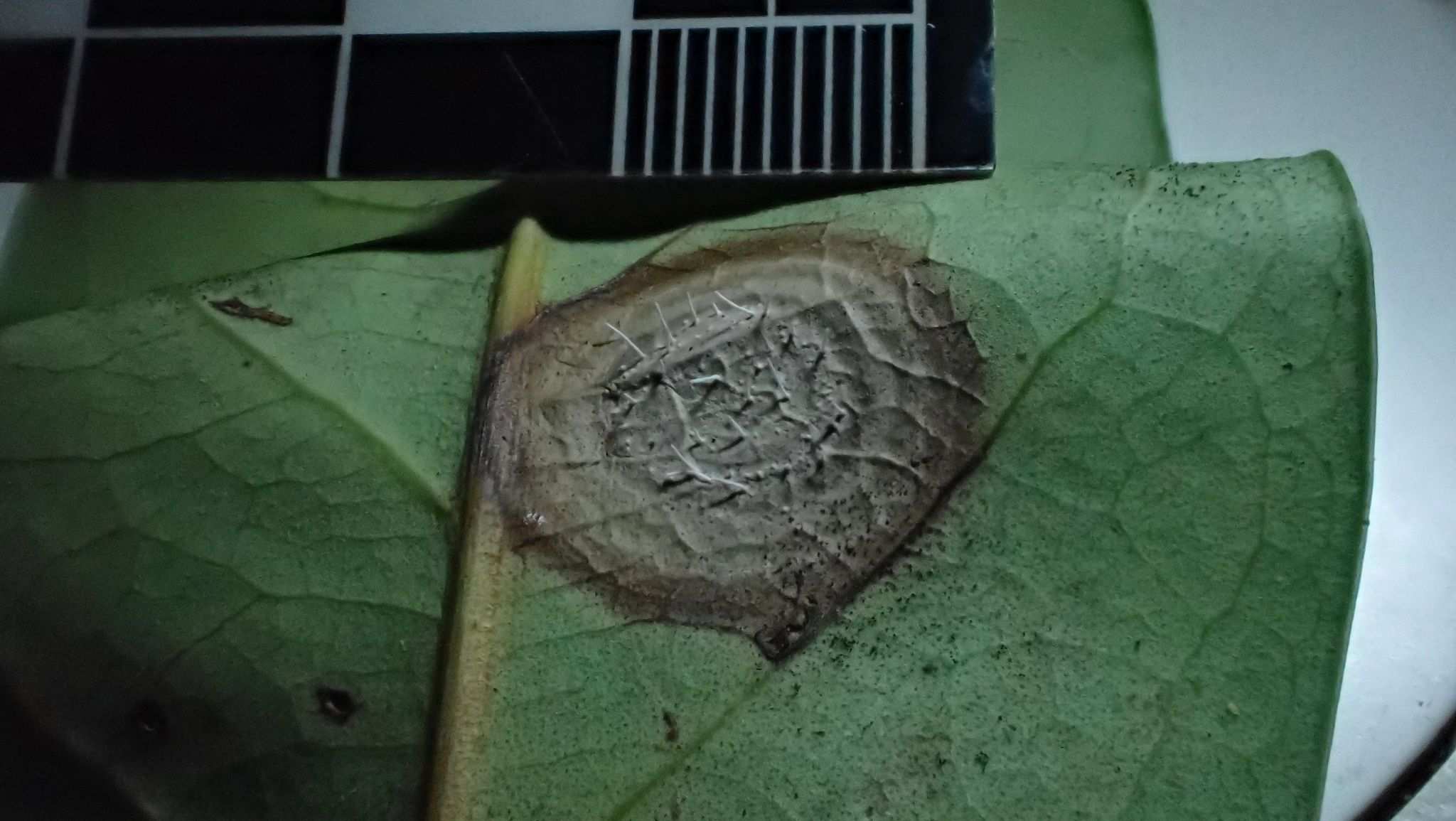 Agroathelia coffeicola