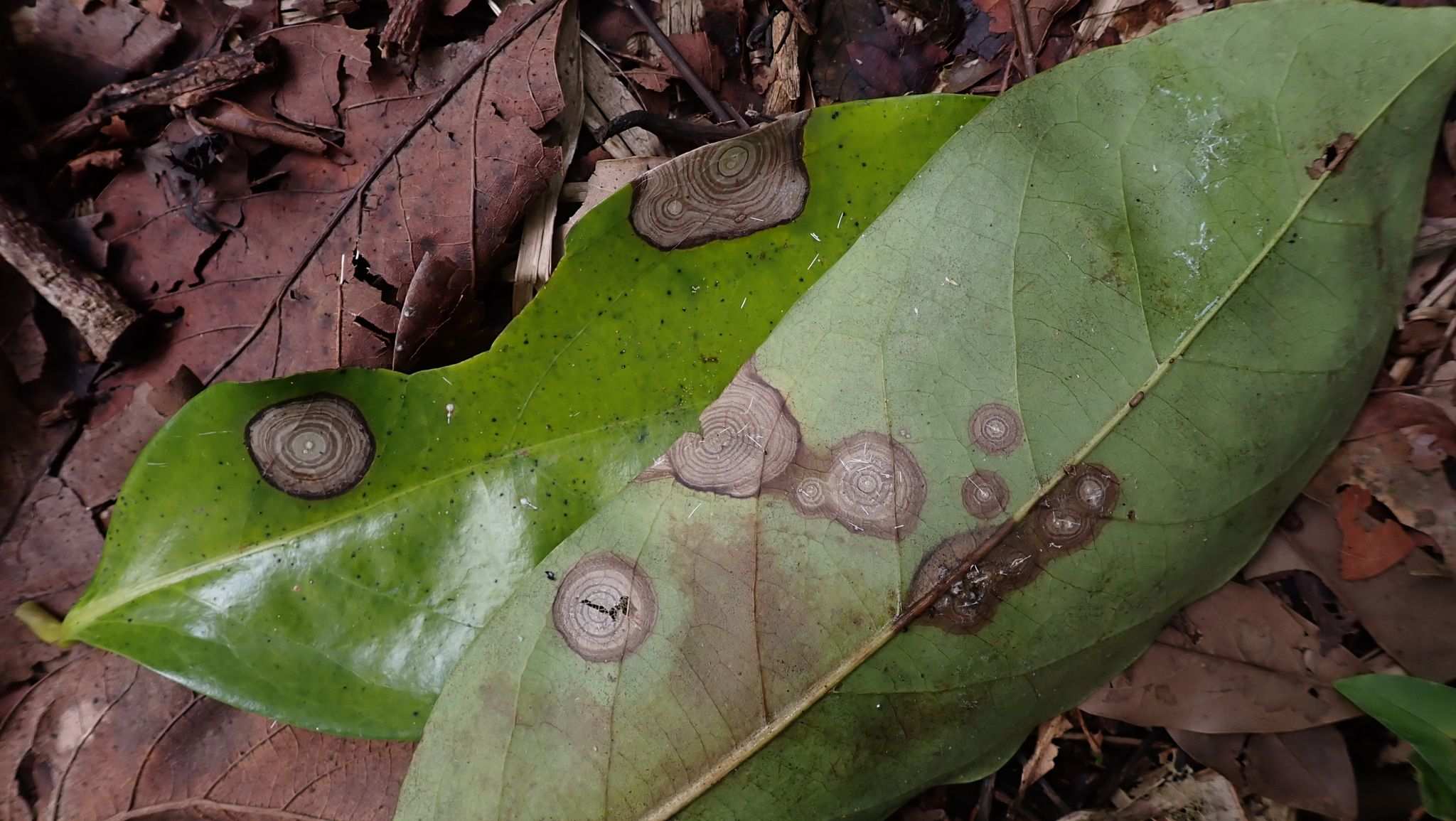 Agroathelia coffeicola