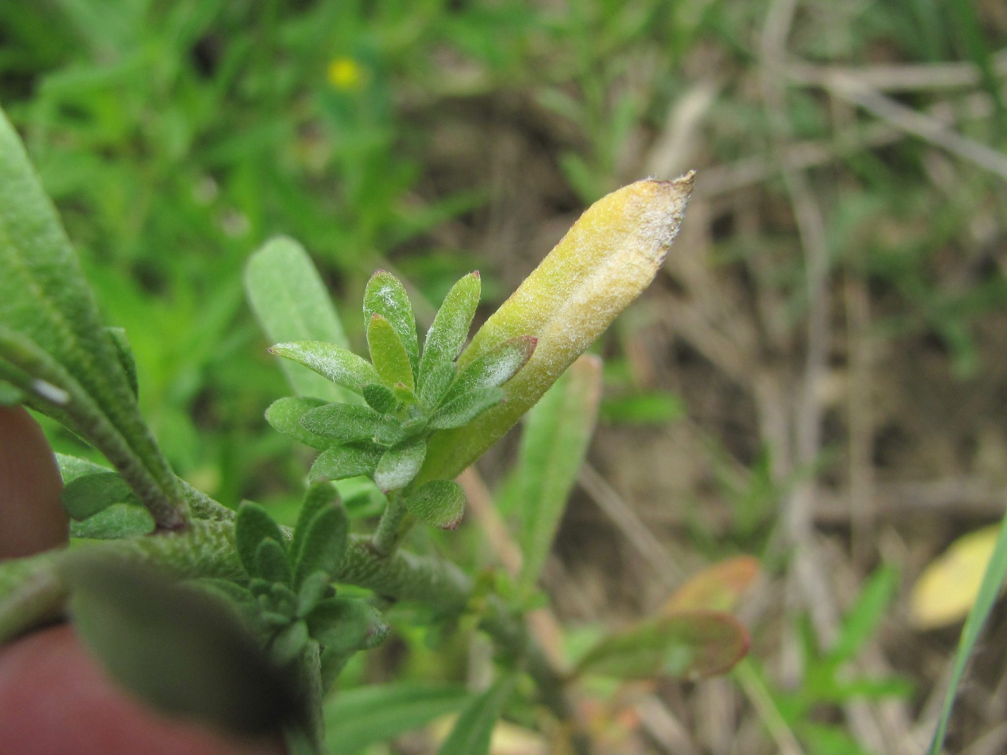 Erysiphe cruciferarum