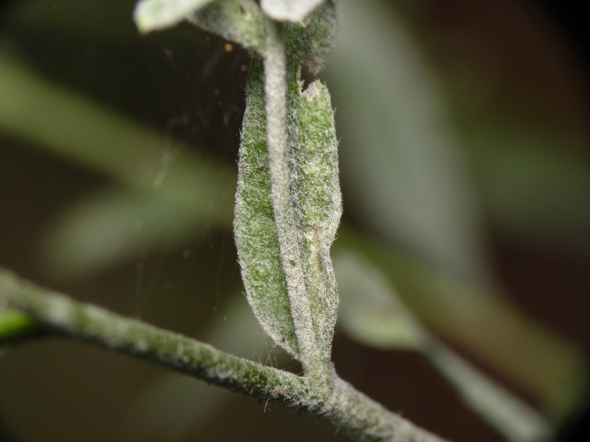 Erysiphe cruciferarum