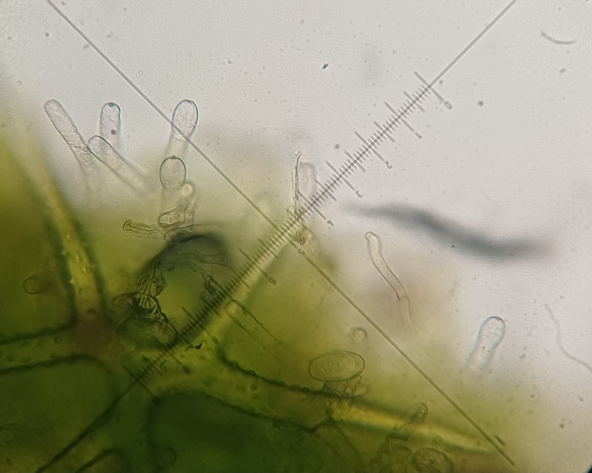 Erysiphe cruciferarum