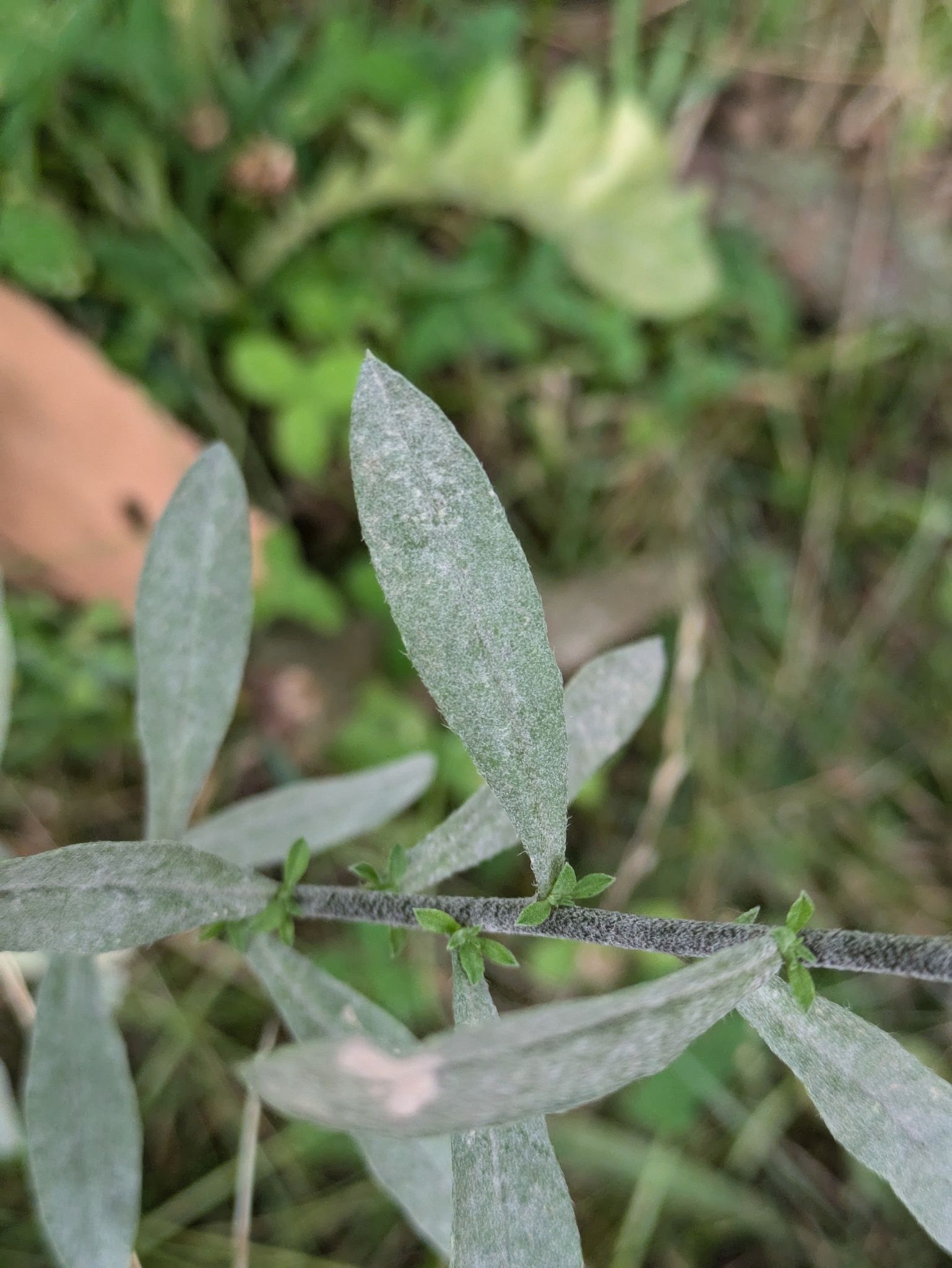 Erysiphe cruciferarum