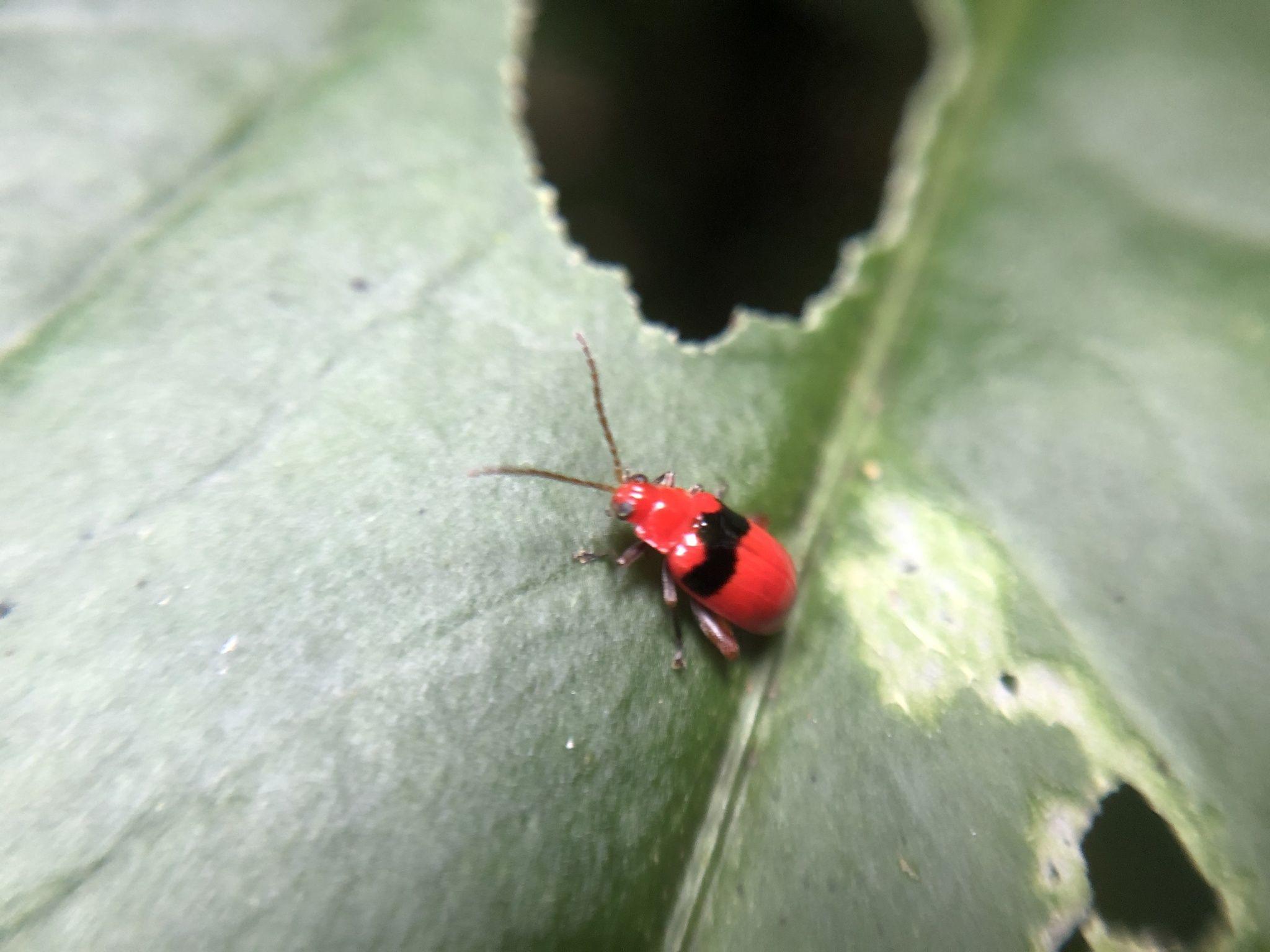 Monomacra