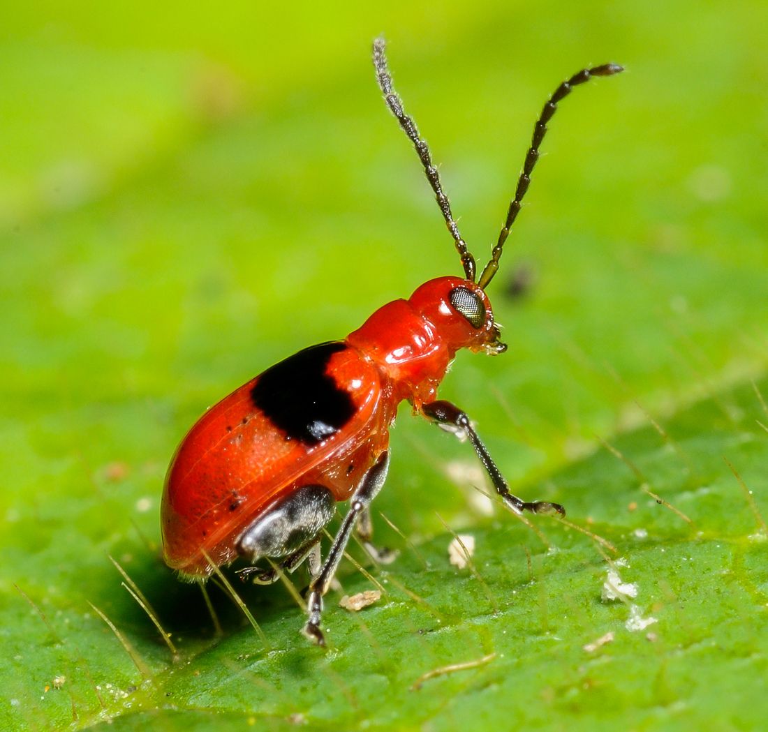 Monomacra