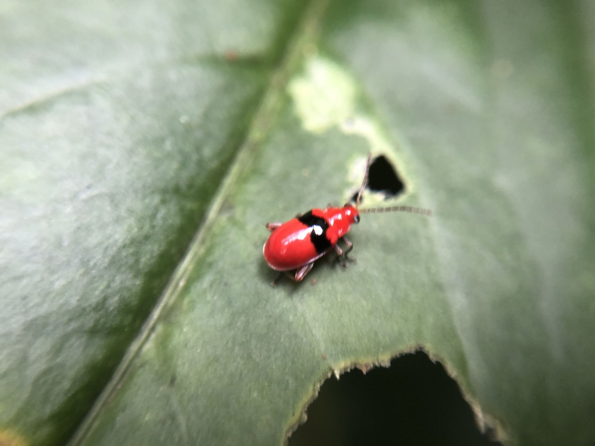Monomacra