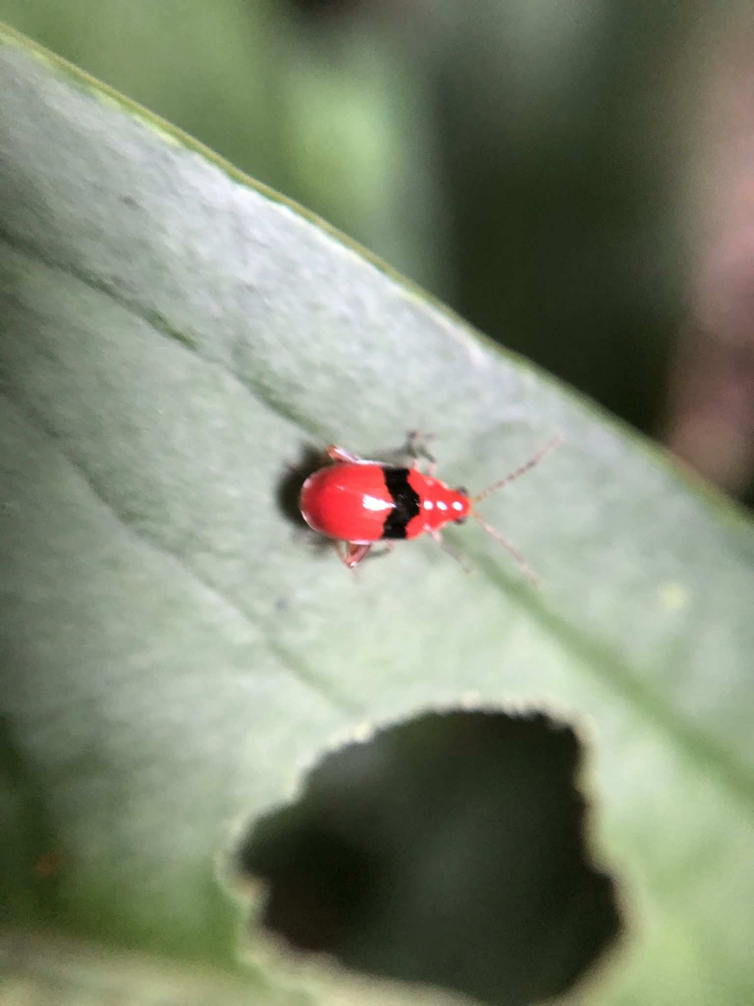 Monomacra