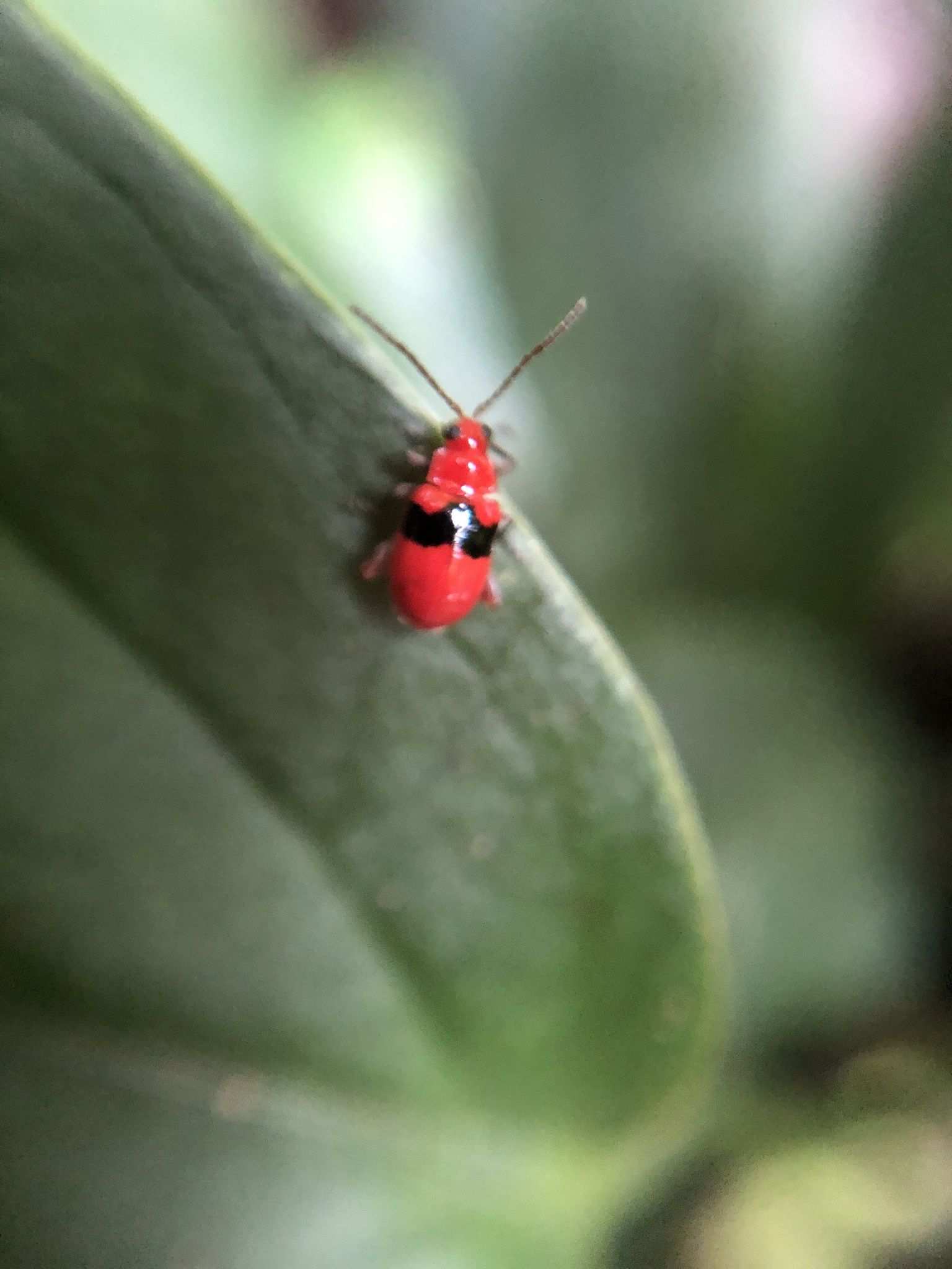 Monomacra