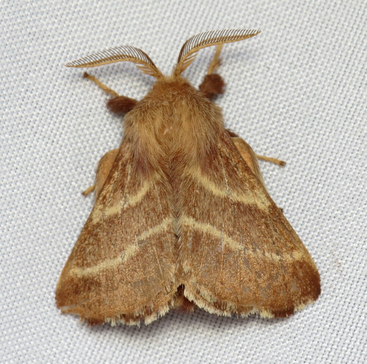 Malacosoma americanum