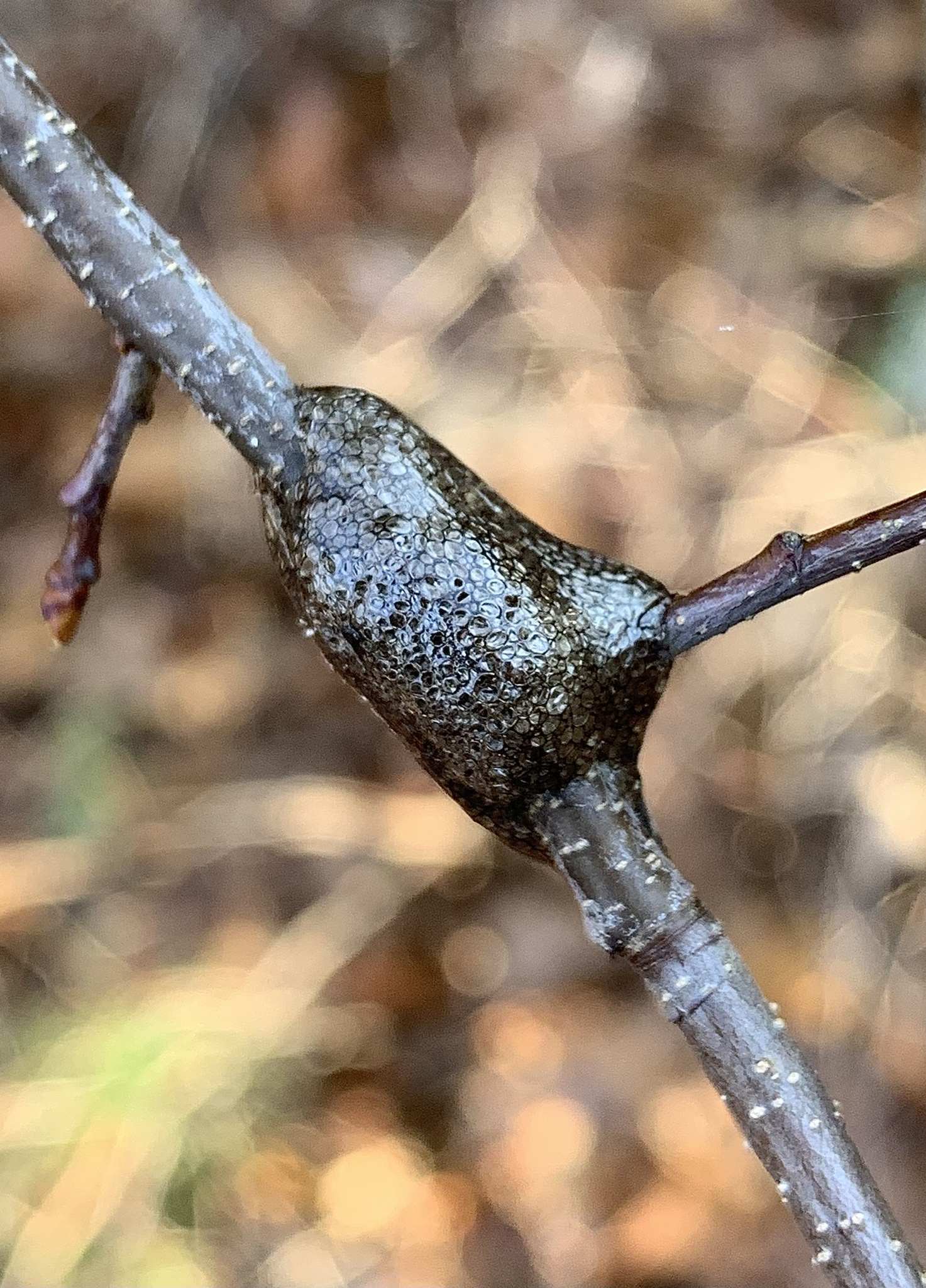 Malacosoma americanum
