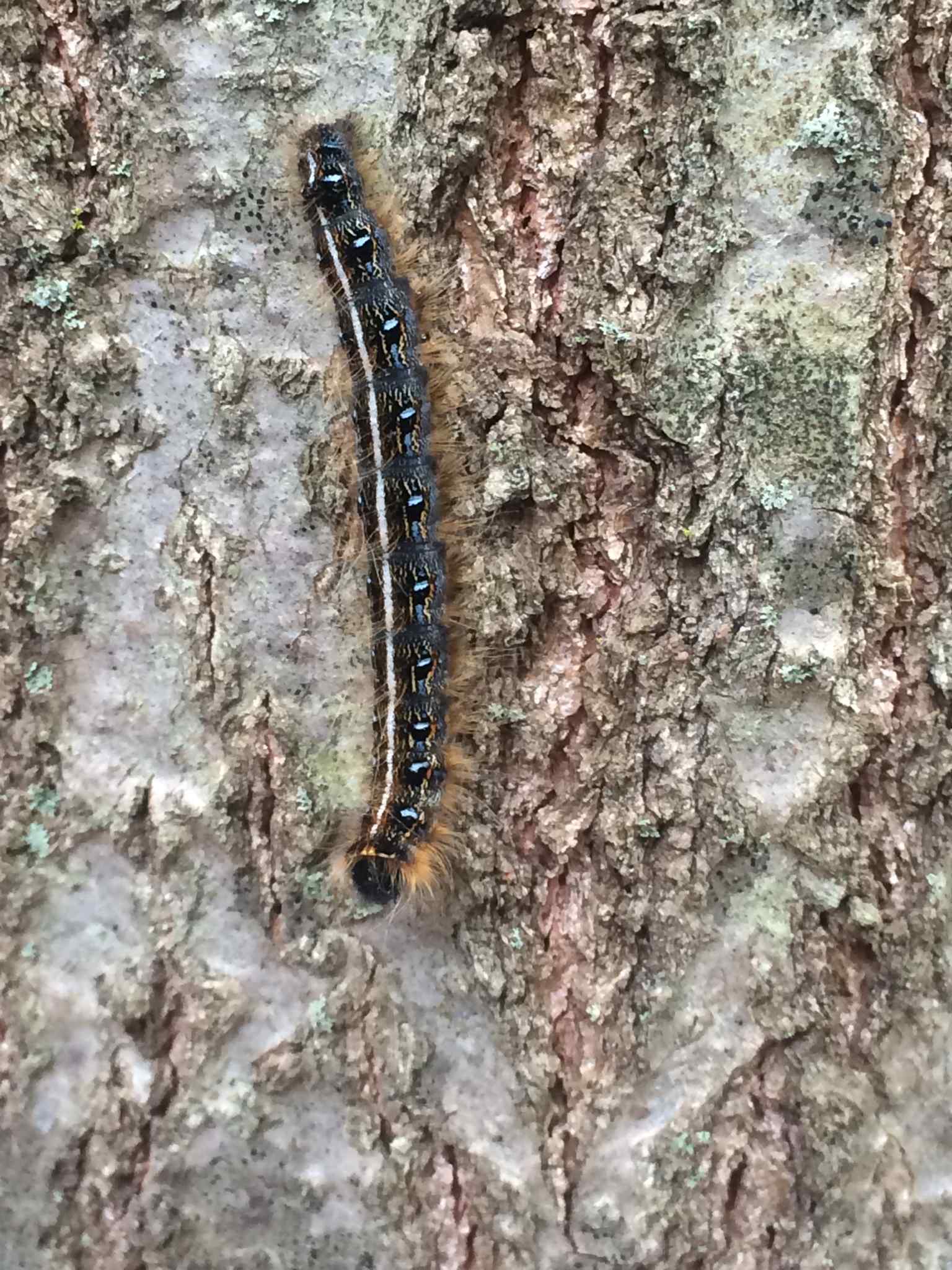 Malacosoma americanum