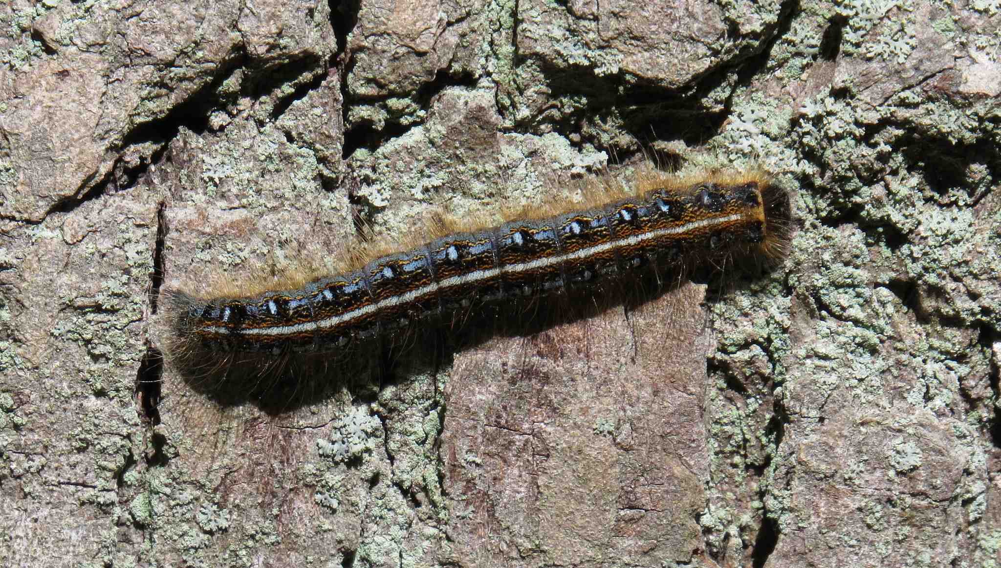 Malacosoma americanum