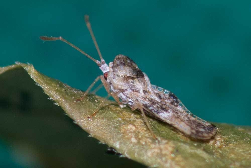 Corythauma ayyari