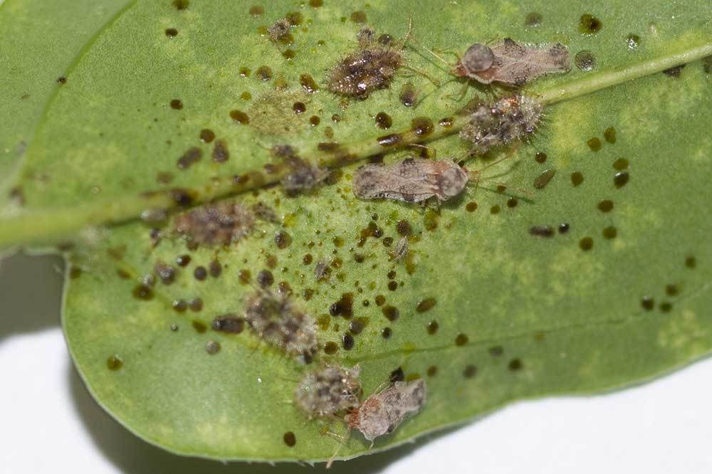 Corythauma ayyari