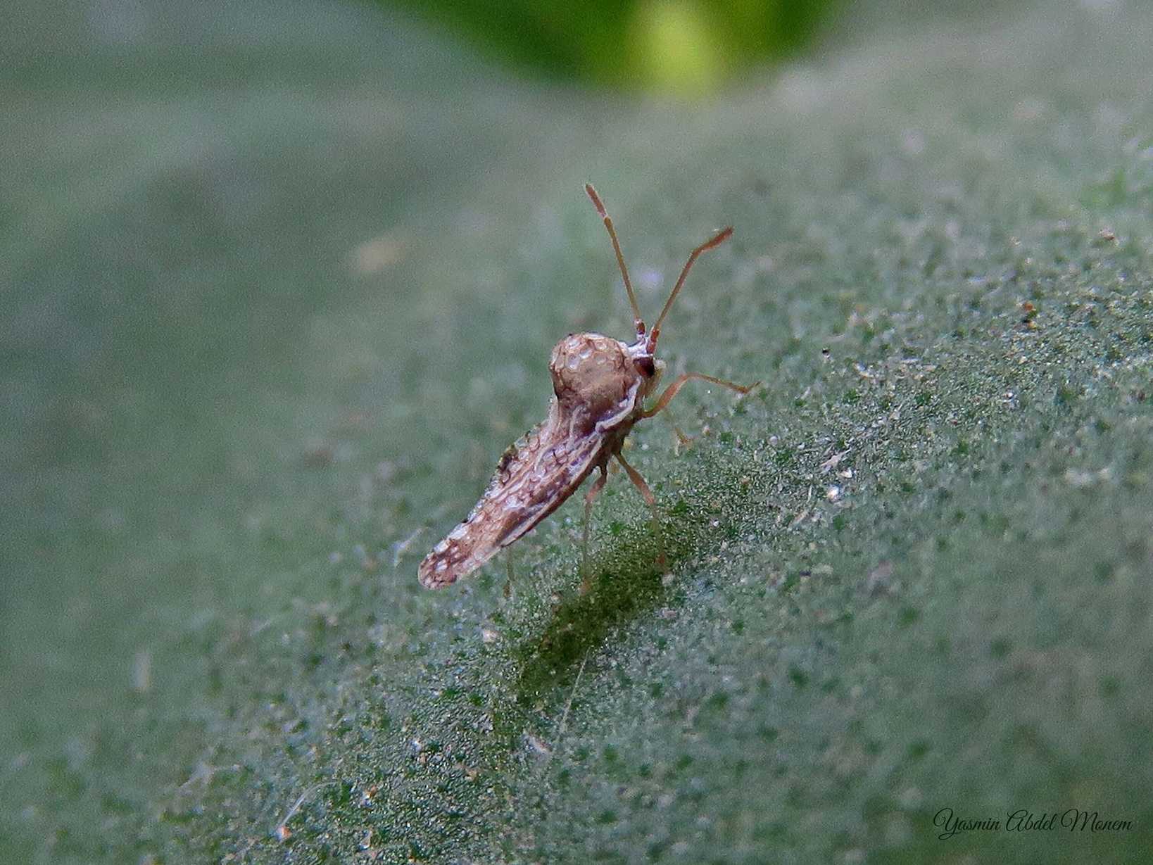 Corythauma ayyari