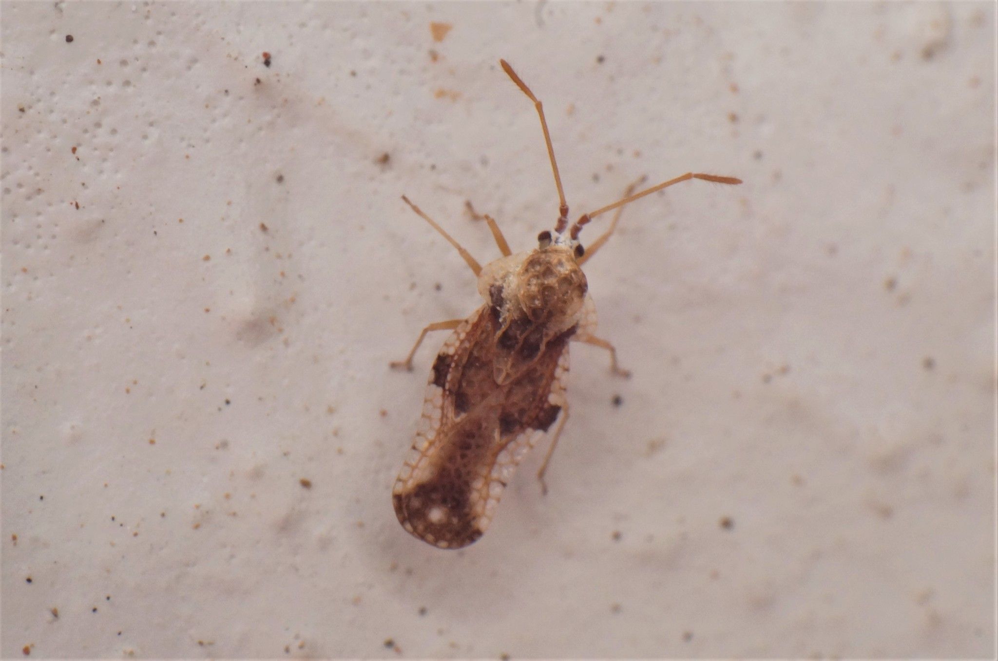 Corythauma ayyari