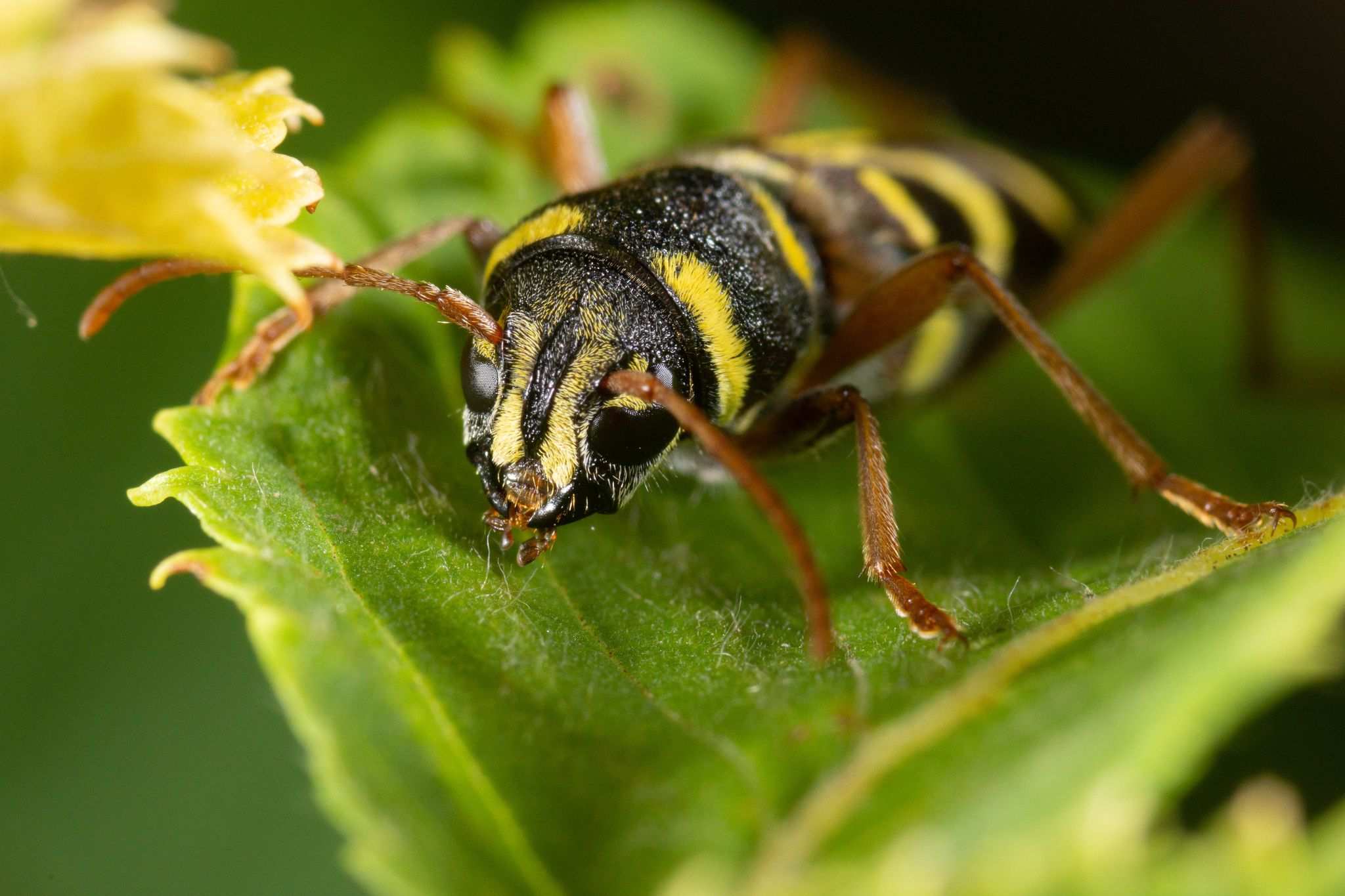 Xylotrechus arvicola