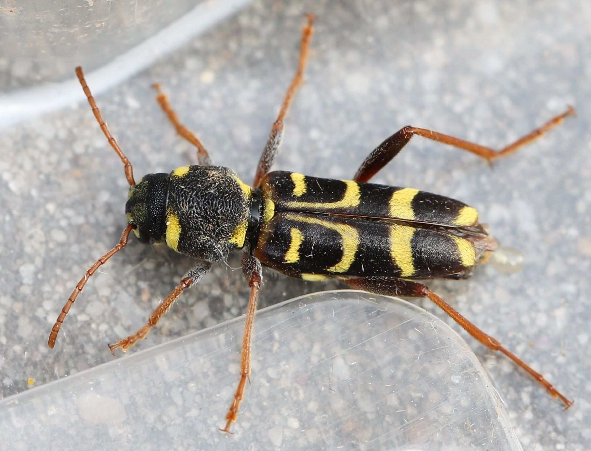 Xylotrechus arvicola