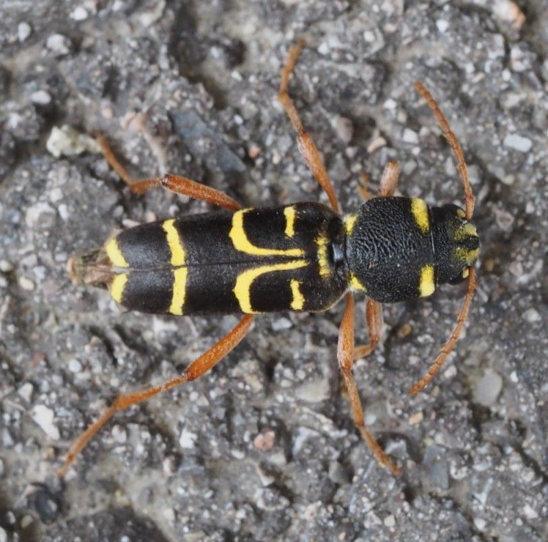 Xylotrechus arvicola
