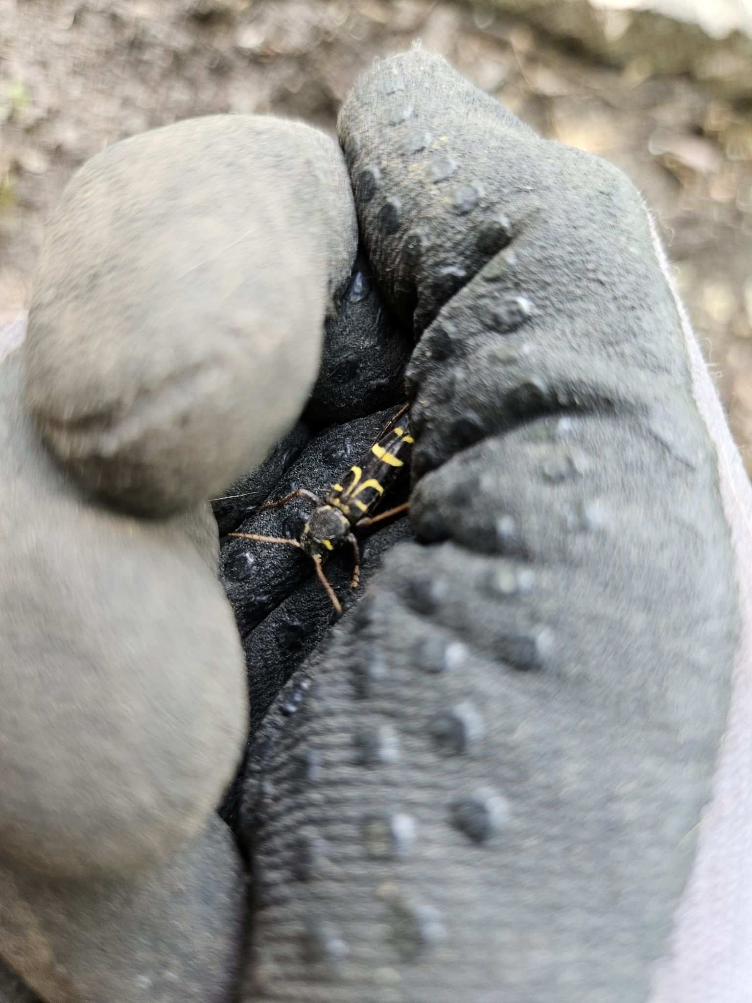 Xylotrechus arvicola